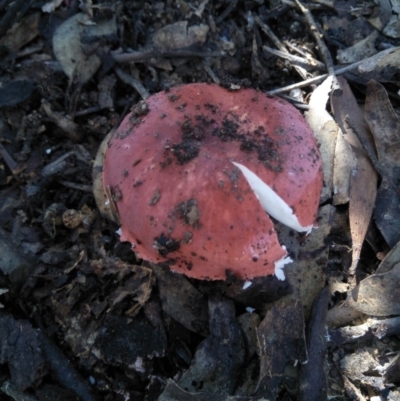 Unidentified Cup or disk - with no 'eggs' at - 10 Apr 2020 by @Joadja