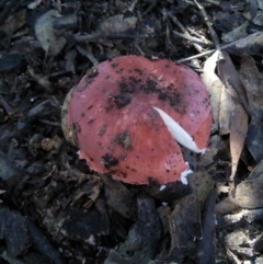 Unidentified Cup or disk - with no 'eggs' (TBC) at - 10 Apr 2020 by @Joadja