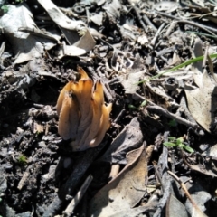 Clavulina sp. (A coral fungus) at Joadja - 10 Apr 2020 by @Joadja