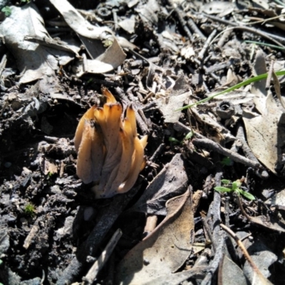 Unidentified Fungus, Moss, Liverwort, etc at - 10 Apr 2020 by @Joadja