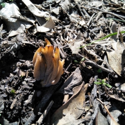 Clavulina sp. (A coral fungus) at Joadja - 10 Apr 2020 by @Joadja