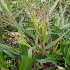 Panicum capillare/hillmanii (Exotic/Invasive Panic Grass) at Griffith, ACT - 10 Apr 2020 by SRoss