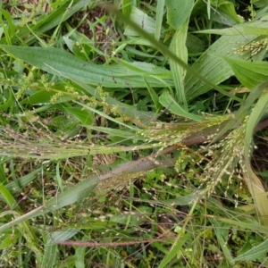 Panicum capillare/hillmanii at Griffith, ACT - 10 Apr 2020