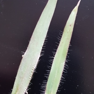 Panicum capillare/hillmanii at Griffith, ACT - 10 Apr 2020