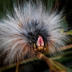 Anthela varia (Hairy Mary) at Dunlop, ACT - 5 Apr 2012 by Bron