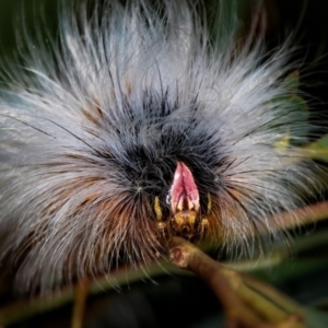 Anthela varia at Dunlop, ACT - 5 Apr 2012 04:16 PM