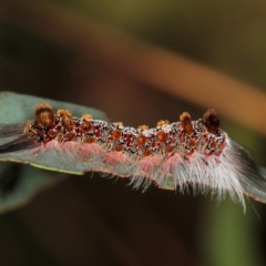 Euproctis baliolalis (Browntail Gum Moth) at Dunlop, ACT - 5 Apr 2012 by Bron