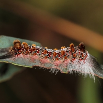 Euproctis baliolalis (Browntail Gum Moth) at Dunlop, ACT - 5 Apr 2012 by Bron