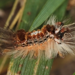 Euproctis baliolalis at Dunlop, ACT - 5 Apr 2012 04:15 PM