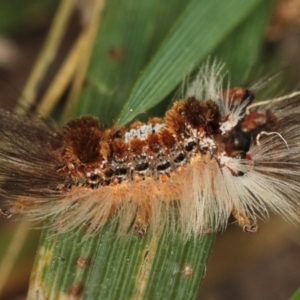 Euproctis baliolalis at Dunlop, ACT - 5 Apr 2012 04:15 PM