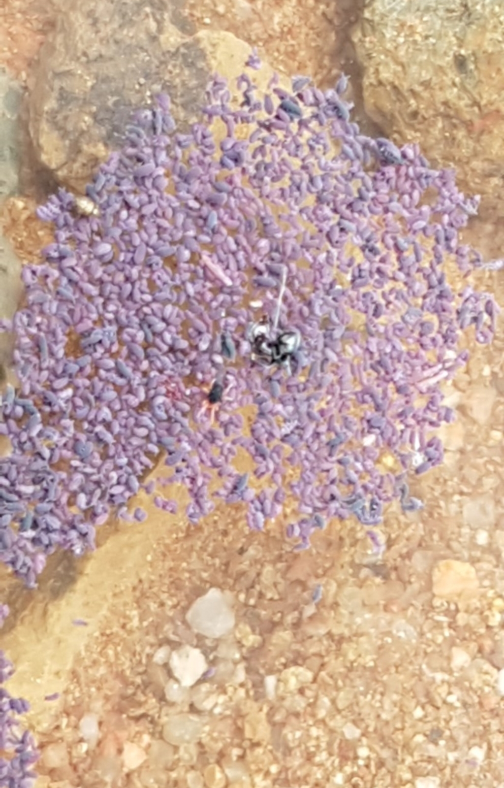 Hypogastrura sp. (genus) at Molonglo, ACT - 10 Apr 2020