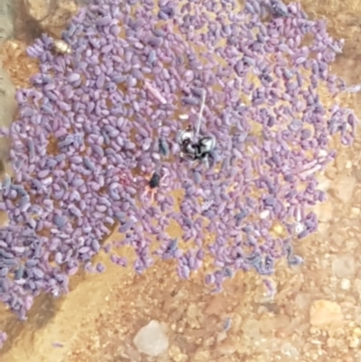 Hypogastrura sp. (genus) (A Springtail) at Molonglo, ACT - 10 Apr 2020 by tpreston