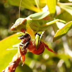 Milichiidae (family) at Kambah, ACT - 9 Apr 2020