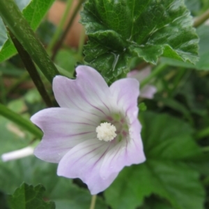 Malva neglecta at Narrabundah, ACT - 10 Apr 2020