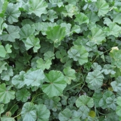 Malva neglecta at Narrabundah, ACT - 10 Apr 2020