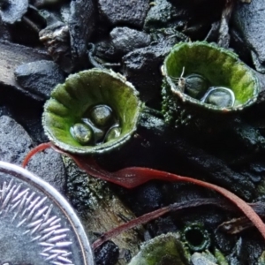 Cyathus sp. at Spence, ACT - 10 Apr 2020