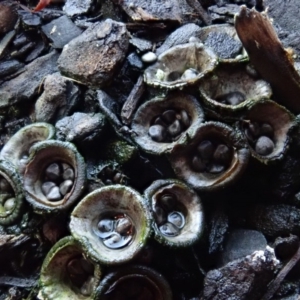 Cyathus sp. at Spence, ACT - 10 Apr 2020