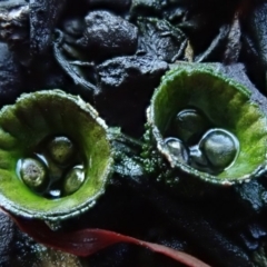 Cyathus sp. at Spence, ACT - 10 Apr 2020