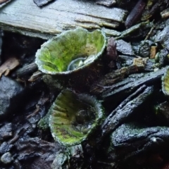 Cyathus sp. at Spence, ACT - 10 Apr 2020