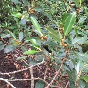 Ficus rubiginosa at Yellow Pinch, NSW - 10 Apr 2020
