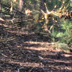 Nephila plumipes at Millingandi, NSW - 10 Apr 2020