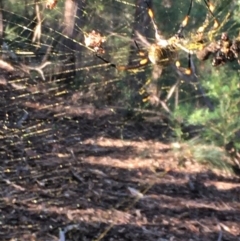 Nephila plumipes (Humped golden orb-weaver) at Bournda Nature Reserve - 9 Apr 2020 by Vsery
