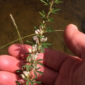 Lespedeza juncea subsp. sericea at Yarralumla, ACT - 27 Mar 2020