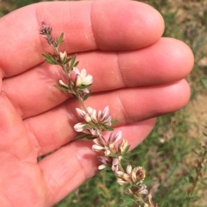 Lespedeza juncea subsp. sericea at Yarralumla, ACT - 27 Mar 2020