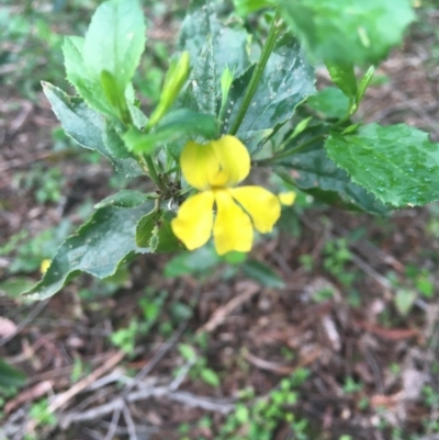 Goodenia ovata (Hop Goodenia) at Yellow Pinch, NSW - 9 Apr 2020 by Vsery