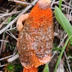 Phallus rubicundus (Phallus rubicundus) at Piney Ridge - 10 Apr 2020 by AaronClausen