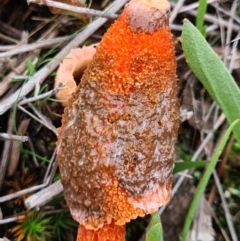 Phallus rubicundus (Phallus rubicundus) at Denman Prospect 2 Estate Deferred Area (Block 12) - 10 Apr 2020 by AaronClausen