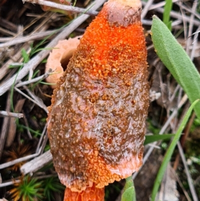 Phallus rubicundus (Phallus rubicundus) at Denman Prospect 2 Estate Deferred Area (Block 12) - 10 Apr 2020 by AaronClausen