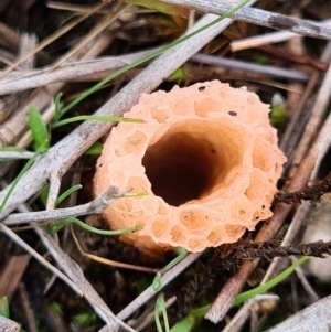 Phallus rubicundus at Denman Prospect, ACT - 10 Apr 2020