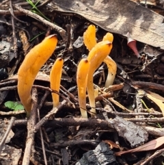 Clavulinopsis amoena (Yellow club) at Piney Ridge - 10 Apr 2020 by AaronClausen