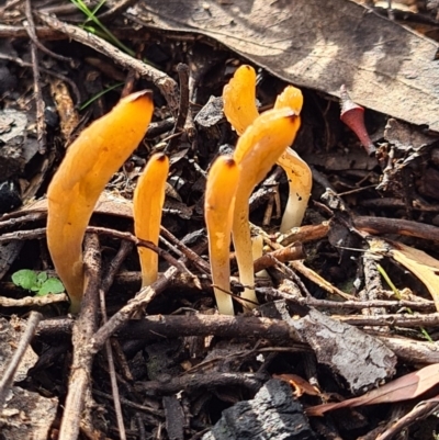 Clavulinopsis amoena (Yellow club) at Piney Ridge - 10 Apr 2020 by AaronClausen