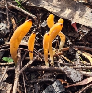 Clavulinopsis amoena at Denman Prospect, ACT - 10 Apr 2020