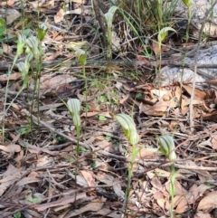 Diplodium ampliatum (Large Autumn Greenhood) at Denman Prospect, ACT - 10 Apr 2020 by AaronClausen