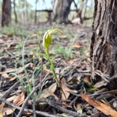 Diplodium ampliatum (Large Autumn Greenhood) at Denman Prospect 2 Estate Deferred Area (Block 12) - 10 Apr 2020 by AaronClausen