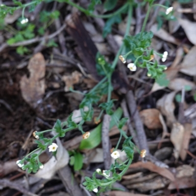 Hackelia suaveolens (Sweet Hounds Tongue) at Hughes, ACT - 10 Apr 2020 by JackyF