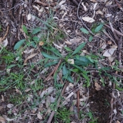 Hackelia suaveolens at Hughes, ACT - 10 Apr 2020