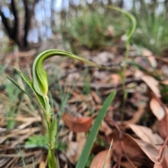 Diplodium ampliatum (Large Autumn Greenhood) at Denman Prospect, ACT - 10 Apr 2020 by AaronClausen