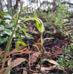 Diplodium ampliatum at Denman Prospect, ACT - suppressed