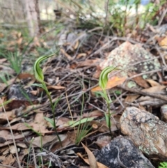 Diplodium ampliatum at Denman Prospect, ACT - suppressed