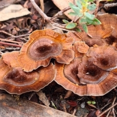 Coltricia sp. at Piney Ridge - 10 Apr 2020 by AaronClausen