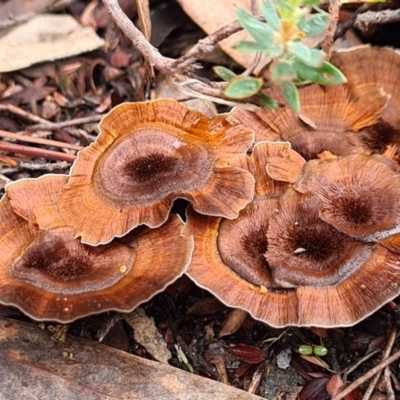 Coltricia sp. at Block 402 - 10 Apr 2020 by AaronClausen