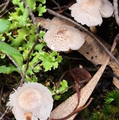 Lepiota s.l. at Block 402 - 10 Apr 2020 by AaronClausen