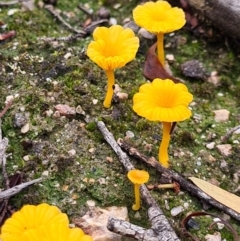 Lichenomphalia chromacea (Yellow Navel) at Block 402 - 10 Apr 2020 by AaronClausen