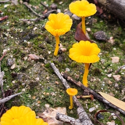 Lichenomphalia chromacea (Yellow Navel) at Piney Ridge - 10 Apr 2020 by AaronClausen