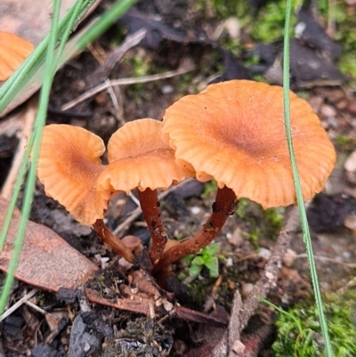 Laccaria sp. (Laccaria) at Piney Ridge - 10 Apr 2020 by AaronClausen