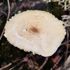 Lepiota s.l. at Piney Ridge - 10 Apr 2020 by AaronClausen